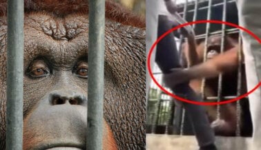 Orangután en Zoológico de Carretera Agarra a Adolescente que Saltó Barrera y Supuestamente se Burló de Él