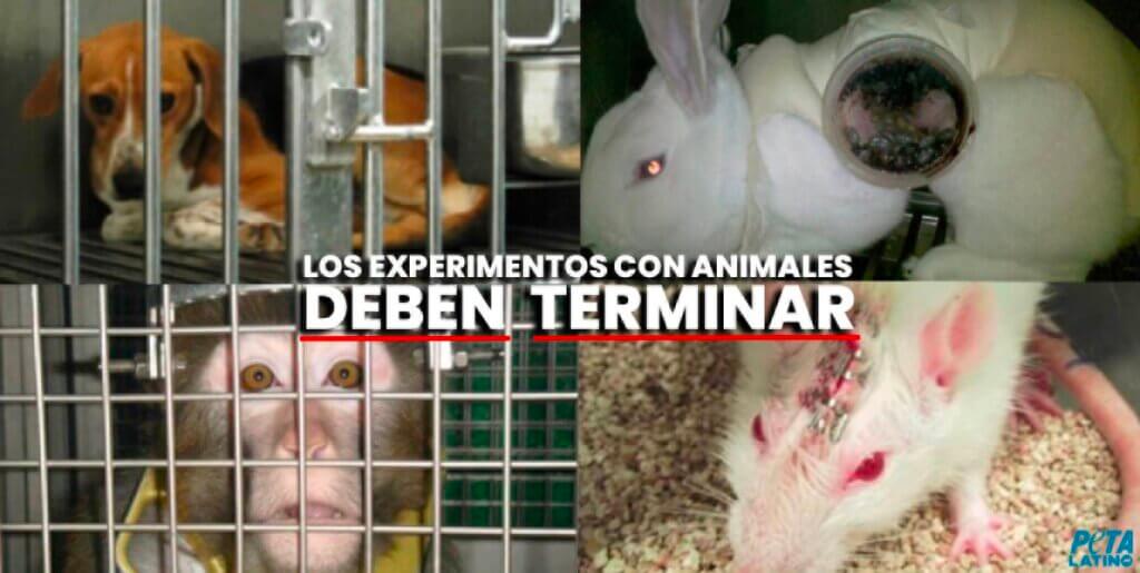experimentos en animales deben terminar