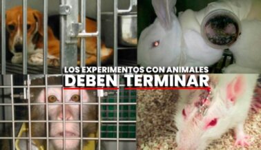 Un Siglo de Sufrimiento: 10 Experimentos Espantosos en Animales de los Últimos 100 Años