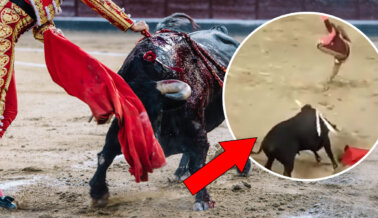 Mira: Hombre Casi es MUERTO en la Feria de San Marcos Durante un Espectáculo de Tortura de Toros