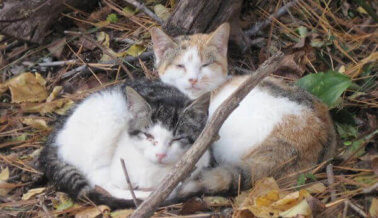 35 historias de horror de “gatos callejeros”