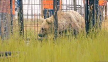 Video: Osa anciana desafía las probabilidades con una transformación sorprendente