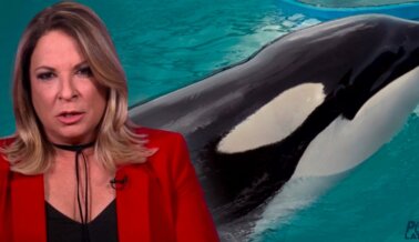 Ana Maria Polo Presta Su Voz a Lolita, la Orca Atrapada en Miami Seaquarium