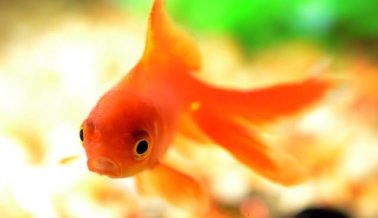 Smithsonian Reporta: ‘Es oficial: los peces sienten dolor’