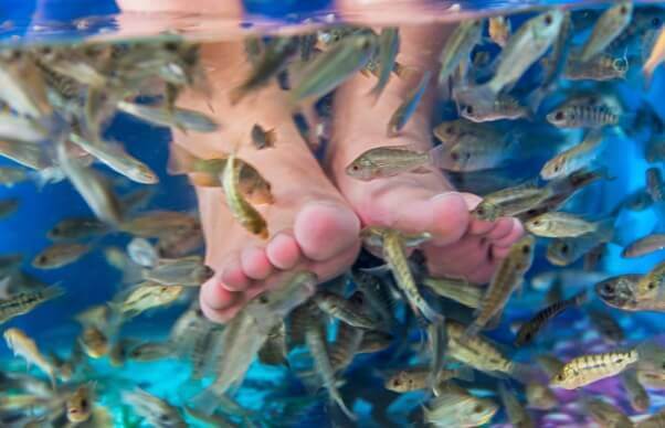 fish-pedi