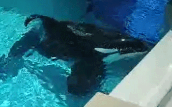 Bebé orca nace prisionera, condenada a una vida en prisión si SeaWorld se sale con la suya