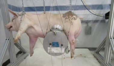Ford Fuera de Control: PETA Expone las Pruebas de Choques Mortales con Cerdos