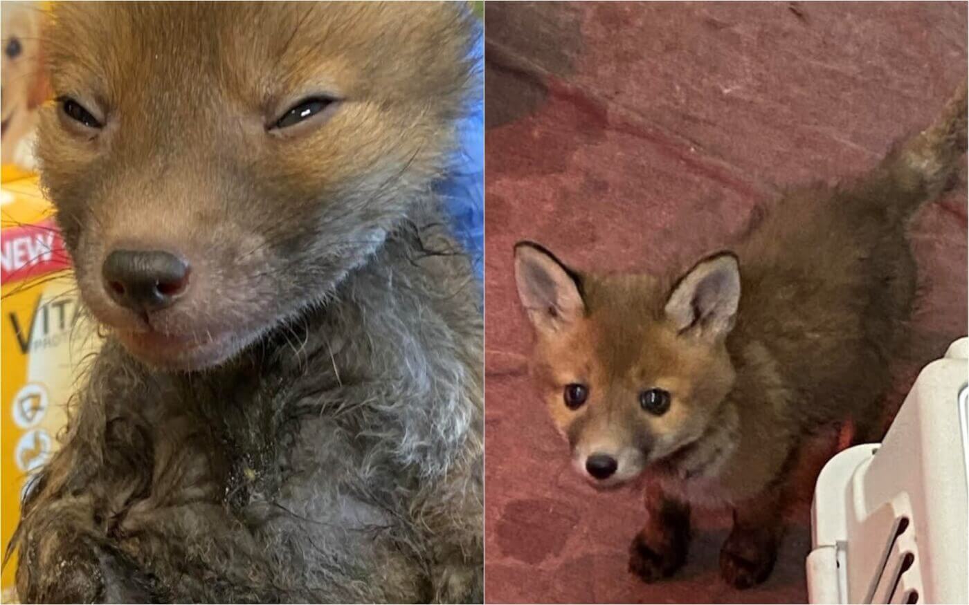 Stickyy el zorro bebe antes y despues de ser salvado por una trampa de pegamento