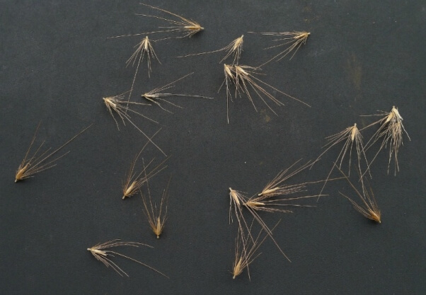 foxtails