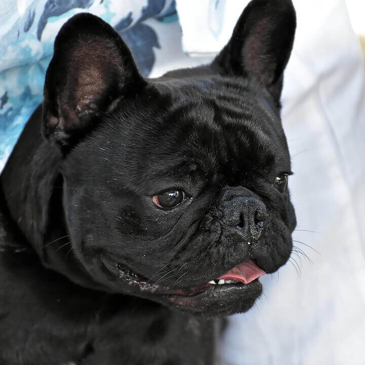 french bulldog