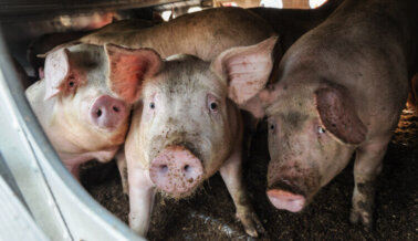 La Cría de Cerdos Podría Provocar Otra Pandemia