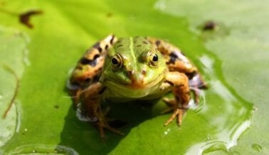 ¿Por qué están saltando de la alegría las ranas en Lima?