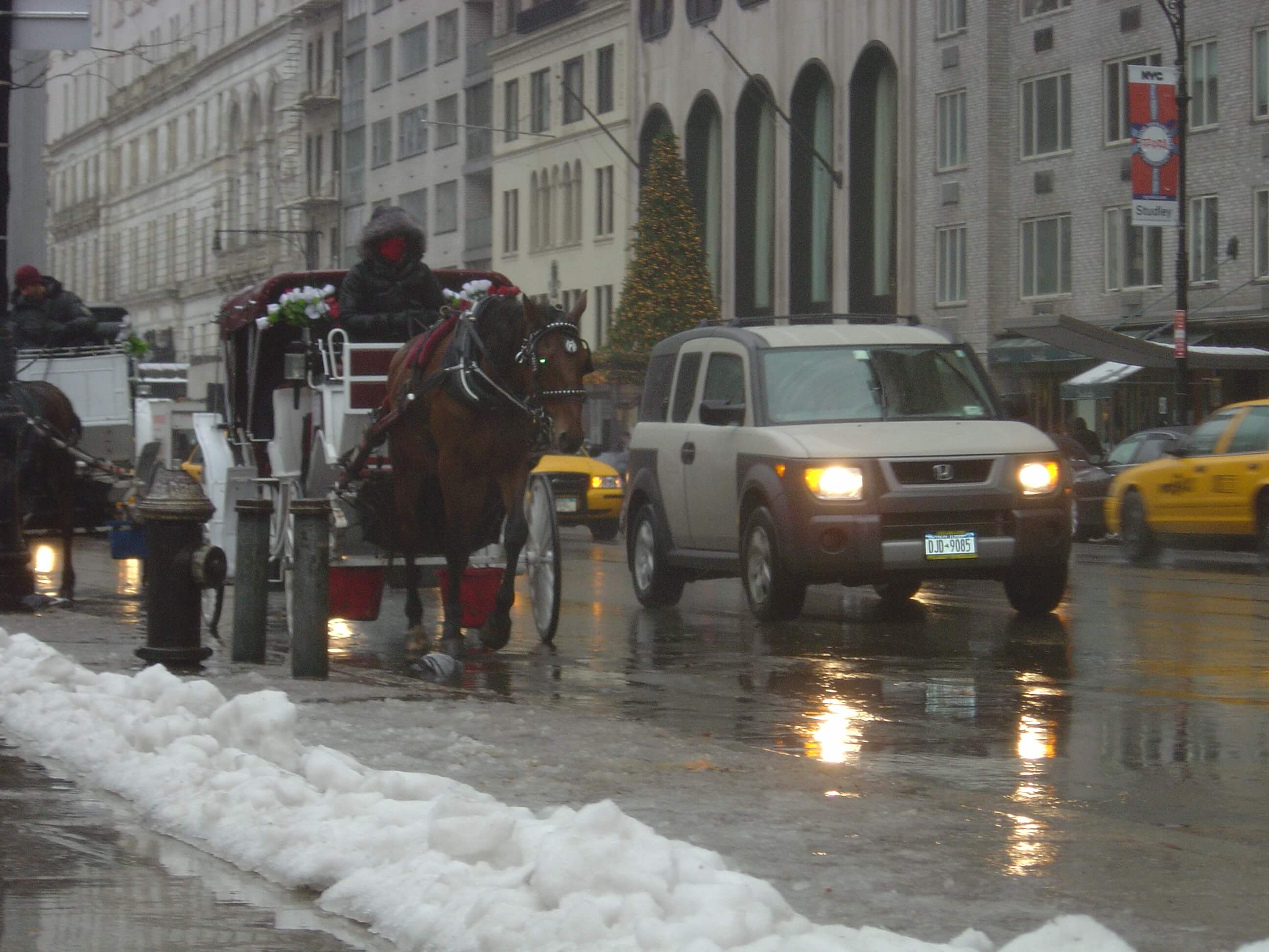 Horse Drawn Carriage on street