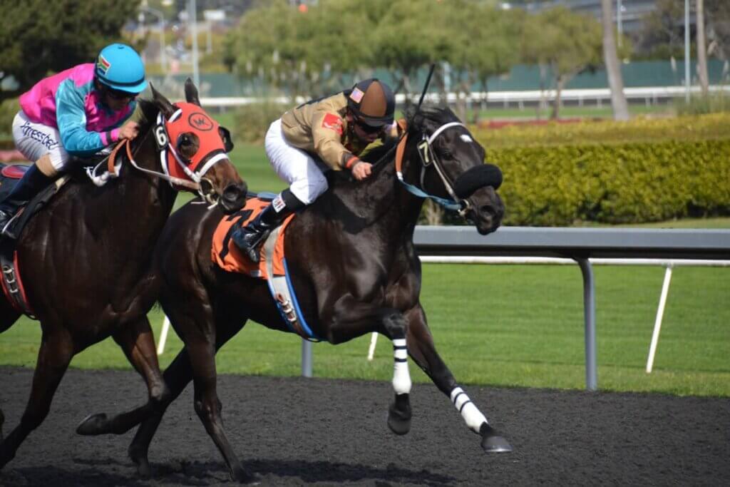 Jockeys whipping horses used in racing