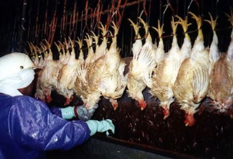 pollos colgados y muertos en fabrica