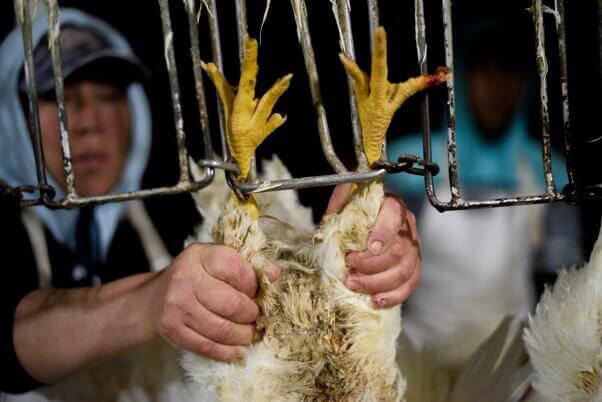 gallina atrapada boca abajo en una fabrica