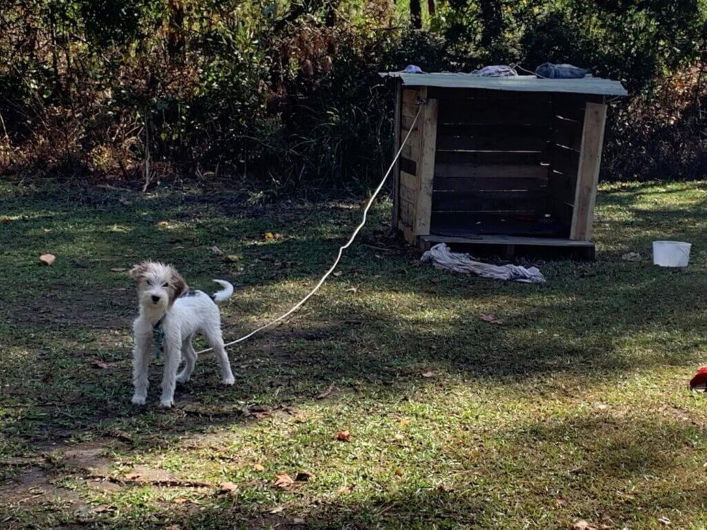 Perro Gandalf Rescatado 