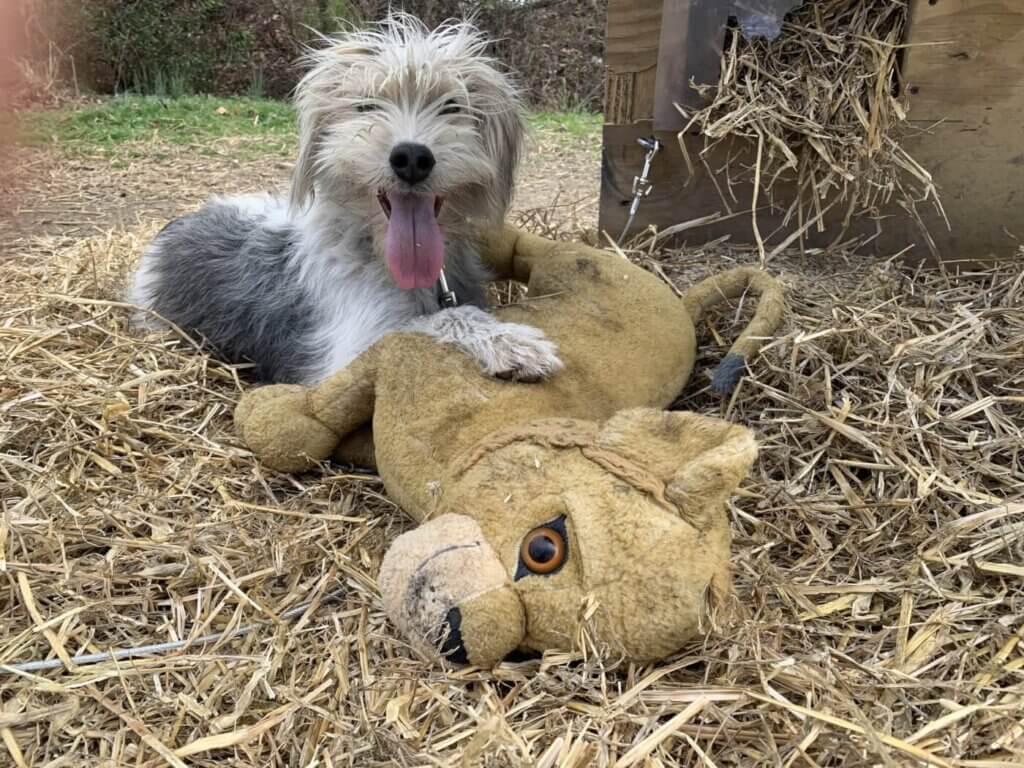 Perro Gandalf con jugueta y pitillo