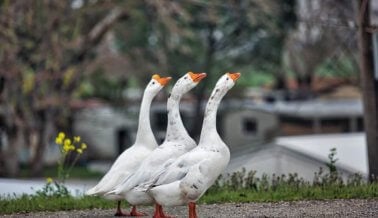 Prohibición de Foie Gras vigente en California después de decisión de la Suprema Corte