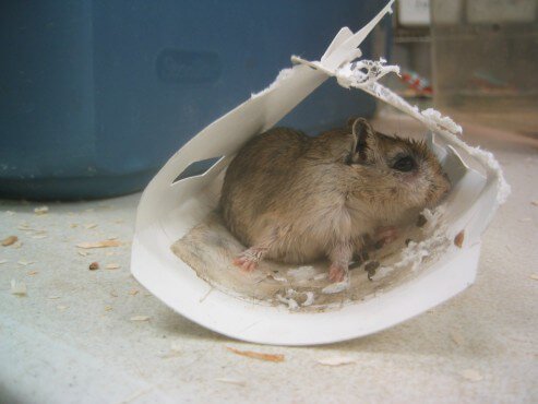 Rataton Trampa de pegamento para ratas y ratones, para animales extra  grandes, sin veneno, no tóxico, puede liberar el animal solo aplica aceite  de