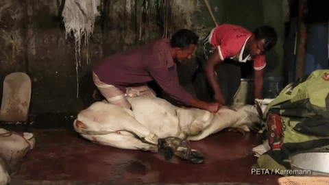 Image result for slaughter animals gif