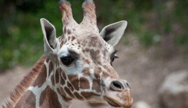 Otra jirafa bebé muere en un zoológico