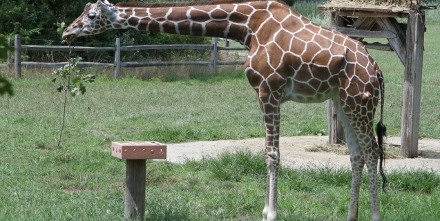 giraffe-in-zoo