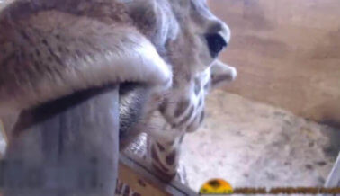 NOTICIA DE ÚLTIMA HORA: Video en vivo del nacimiento de una jirafa termina trágicamente