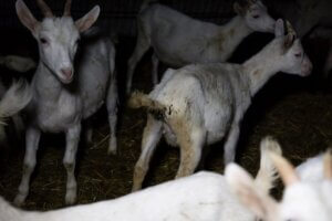 Cabras encerradas en una fabrica de leche