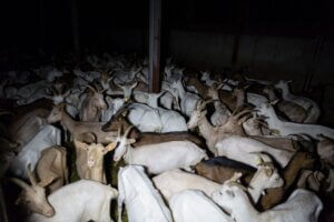 cabras madres encerradas
