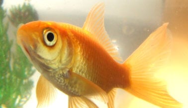 9 razones por las que los peces son “mascotas” muy tristes