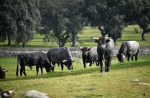 grupo de toros en la naturaleza