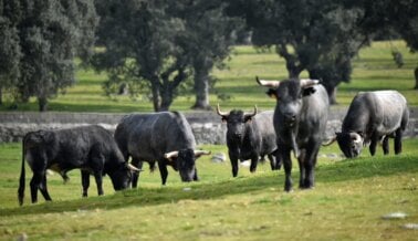 Última Hora: Gobernador de Nuevo León se Pronuncia en Contra de las Corridas de Toros y Peleas de Gallos