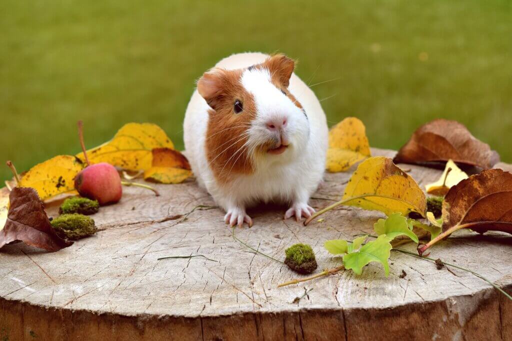 Guinea pig