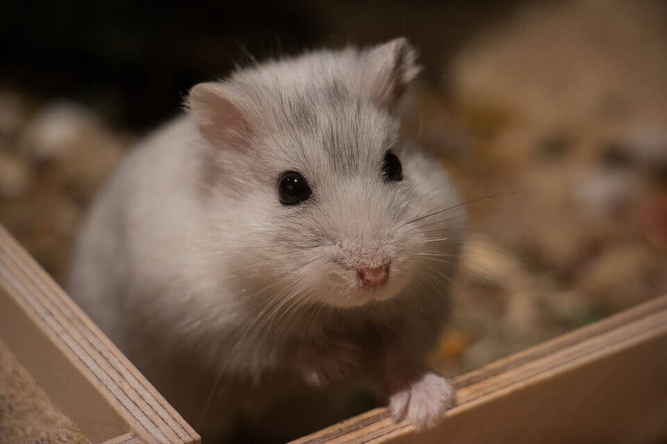 Hamster 