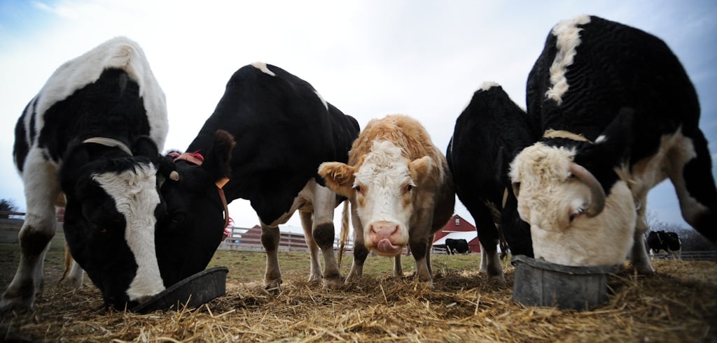 happy cows