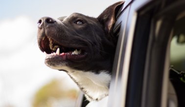 Gatos y perros vegetarianos