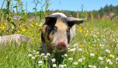 Hospital Cambia Cerdos Vivos por Tecnología para Formación en OBG Tras Conversaciones con PETA