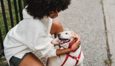 Cómo Elegir un Entrenador de Perros