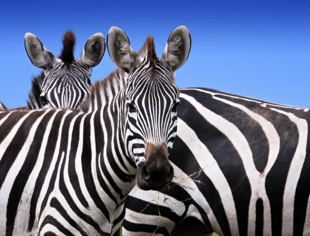 Zebras