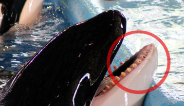 No es agradable lo que nuestra veterinaria vio en el SeaWorld de Orlando