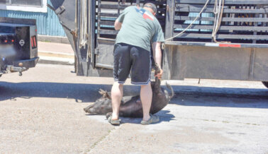 PETA Condena a Hombre que Lanzó un Cerdo Vivo a Activistas