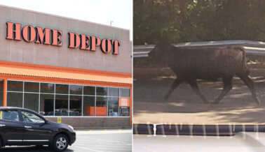 VIDEO: Cortan el Cuello a una Vaca en Home Depot Tras escapar de un Matadero