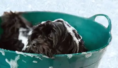 Lo que se debe y no se debe hacer al acicalar a tu perro en casa