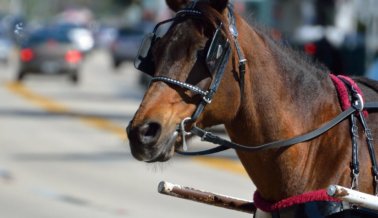 Accidente de Carruaje Tirado por Caballos en Savannah Envía a 7 Personas al Hospital