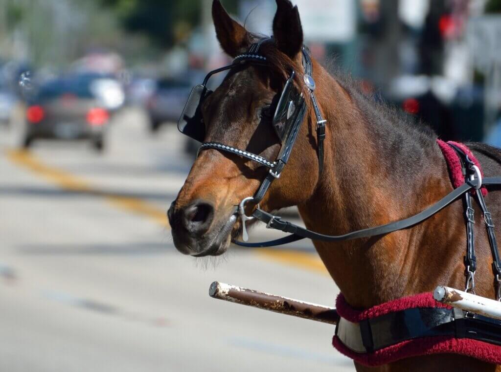 Horse Drawn Carriage