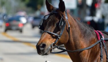 ¡Victoria! Con la Prohibición de los Carruajes, los Caballos no Padecerán más en Chicago