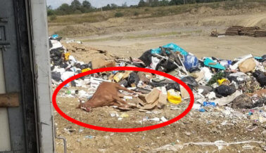 Un Hipódromo Arroja a un Caballo Como si Fuera Basura