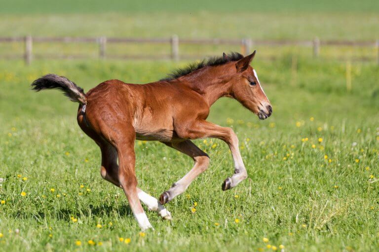 Horse in grass