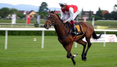 Caballo muere por ignorarse los riesgos en pista de carreras